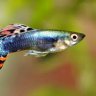 fishlover1478