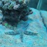 yahoo.roar