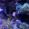 DeepintheReef