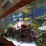 Afishwish