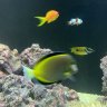 iLuvMyFish