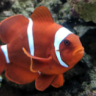 Sailfin11