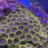 Reefn34