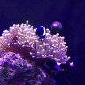 Dans tank