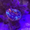 reefgoddess1985