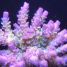 coralbeauties