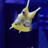 Sharkbait40