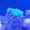 rocco_reef