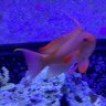 Reef Obsession