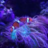 ReefGrammie