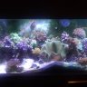 CoralReefer61