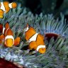 AlexandersAquarium
