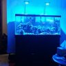 Acan_Fan
