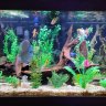 scubasteve80