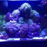Twìsted~Coral