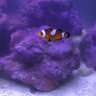 BSeaman