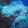 ZWYSIWYG Corals