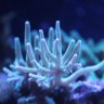 ReefsCubed