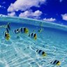 NaCIH2O