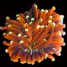 Timeless Corals