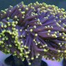 Nano_reefer_101
