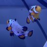 Fishbro