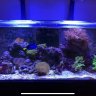 AZ_Reef