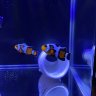 MIA_Reef