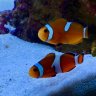 ReefingWithTheSavannahs