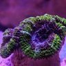 Reefsticks