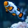 Rob.D