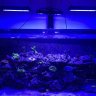 Wrassefan78