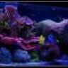 ReefMP