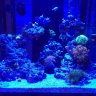 reefd00d