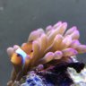 Justanotherfishweirdo
