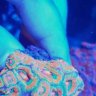 That_Reef_Guy