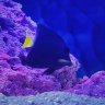 Purple•Tang
