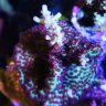 littleGermanReef
