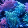 rob_underwater