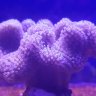 LearningHow2Reef