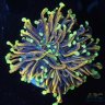 karamreef117