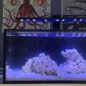 olive'sreef