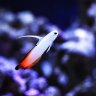 Reefnorth