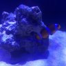 Waterbox20gclown