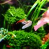 Aquachristik