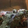 Stoeger’s Reef