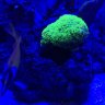 Stoneypolyp