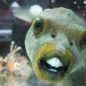 Reefjnky