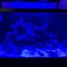 Coral_fish