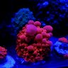 Db- reef